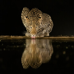 Africa, Kenya, Amboseli National Park. Leopard drinking at waterhole at night.