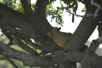 lioness laying in a tree of the serengeti national park in tanzania, partially backlit