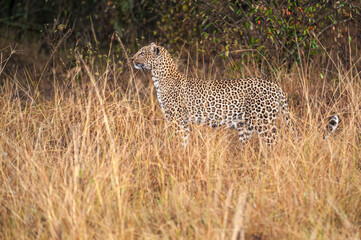 Africa, Kenya. Leopard in grass.