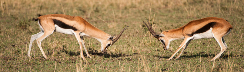 Kenya. Masai Mara. Gazelles fighting