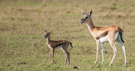 Kenya. Gazelles, female and fawn