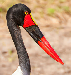 Kenya. Masai Mara. Saddle-billed stork.