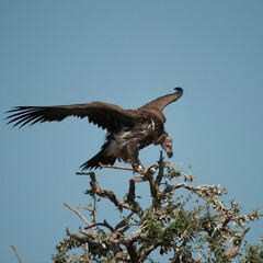 Kenya. Masai Mara. Lappet-faced vulture.