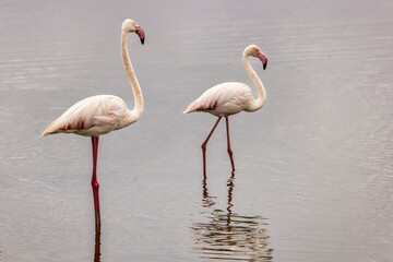 Flamingos, Amboseli National Park, Africa