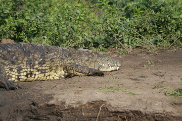 nile crocodile on the edge of a hippo pool in the serenget national park tanzania