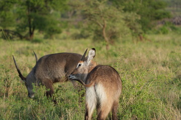 waterbucks in the afternoon sun, serengeti national park, wallpaper