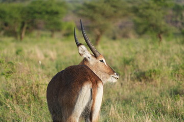 portrait of a Male Waterbuck Standing in Sunlit Grassland, Serengeti National Park, Tanzania