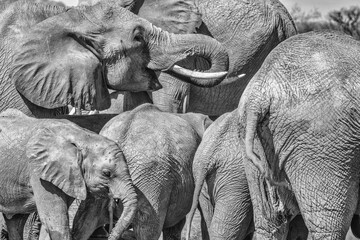 Elephant family, Amboseli National Park, Africa © Danita Delimont