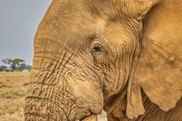 Fototapeta premium Amboseli elephant, Amboseli Nation Park, Africa