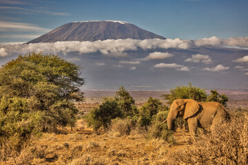 Fototapeta premium Kilimanjaro in morning with Elephant, Amboseli National Park, Africa