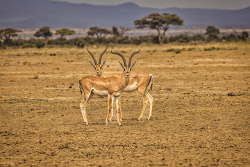 Impalas Browsing, Amboseli National Park, Africa