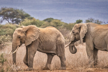 Fototapeta premium Amboseli elephant, Amboseli National Park, Africa