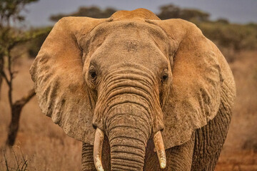 Fototapeta premium Amboseli elephant, Amboseli National Park, Africa