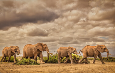 Elephant family, Amboseli National Park, Africa © Danita Delimont