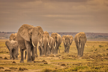 Elephant family, Amboseli National Park, Africa © Danita Delimont
