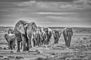 Elephant family train, Amboseli National Park, Africa © Danita Delimont