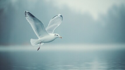 Seagull soaring gracefully over calm water during a foggy morning