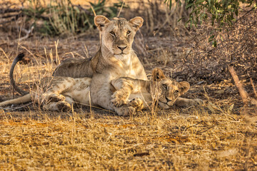 Lion pride, Tsavo West National Park, Africa