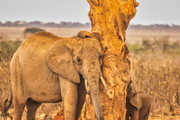 Red Elephant scratching, Tsavo West National Park, Africa