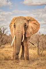 Red Elephant, Tsavo West National Park, Africa