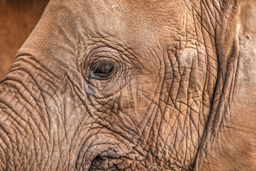 Fototapeta premium Red Elephant, Tsavo West National Park, Africa