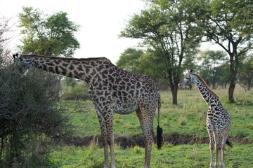 Baby Giraffe Standing Beside Mother in Serengeti National Park, Tanzania