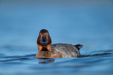 A common pochard swimming in a lake