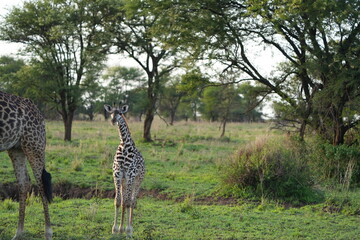 portrait of a baby gireaffei n the serengeti national park