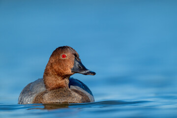 A common pochard swimming in a lake