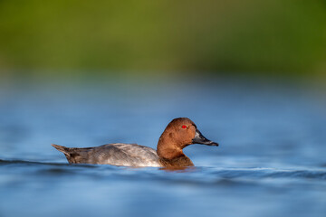 A common pochard swimming in a lake