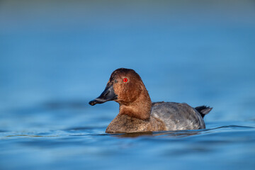 A common pochard swimming in a lake