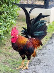 rooster in the garden