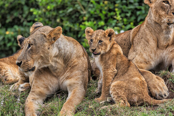 Color stock image of Lions, Nairobi National Park