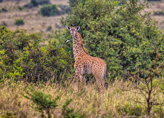Color stock image of Giraffe, Nairobi National Park