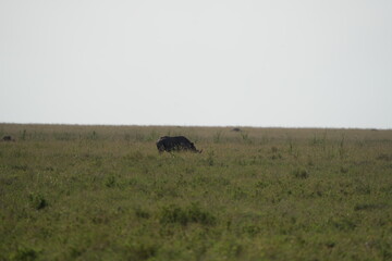 portrait of a black rhino, black rhinoceros (Diceros bicornis) in the serengeti national park tanzania (zwarte neushoorn)
