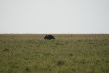 portrait of a black rhino, black rhinoceros (Diceros bicornis) in the serengeti national park tanzania (zwarte neushoorn)