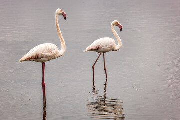 Color stock image of Flamingos, Amboseli National Park