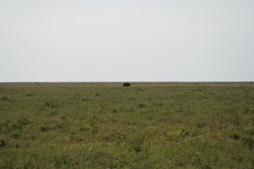 Naklejka premium portrait of a black rhino, black rhinoceros (Diceros bicornis) in the serengeti national park tanzania (zwarte neushoorn)