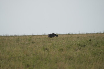 portrait of a black rhino, black rhinoceros (Diceros bicornis) in the serengeti national park tanzania (zwarte neushoorn)