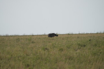 portrait of a black rhino, black rhinoceros (Diceros bicornis) in the serengeti national park tanzania (zwarte neushoorn)