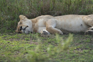 lioness sleeping after a good meal in the serengeti national park, tanzania