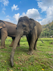 Obraz premium Thai elephant