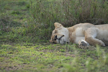 lioness sleeping after a good meal in the serengeti national park, tanzania