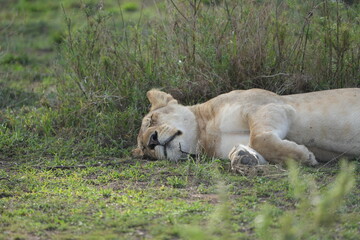 lioness sleeping after a good meal in the serengeti national park, tanzania