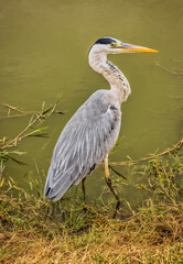 Color stock image of Egret, Lake Amboseli