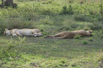 lioness sleeping after a good meal in the serengeti national park, tanzania
