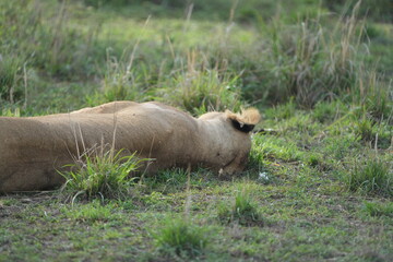 lioness sleeping after a good meal in the serengeti national park, tanzania