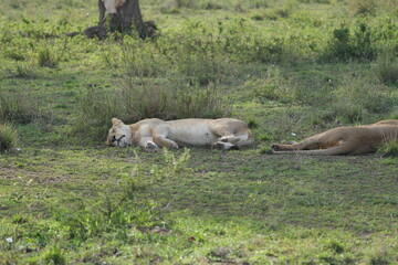 lioness sleeping after a good meal in the serengeti national park, tanzania