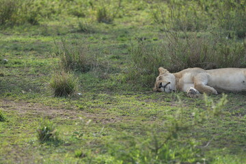 lioness sleeping after a good meal in the serengeti national park, tanzania