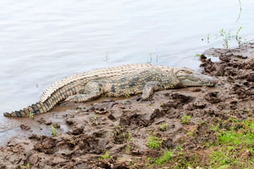 Nile Crocodiles (crocodilus niloticus), Maasai Mara National Reserve, Kenya, Africa